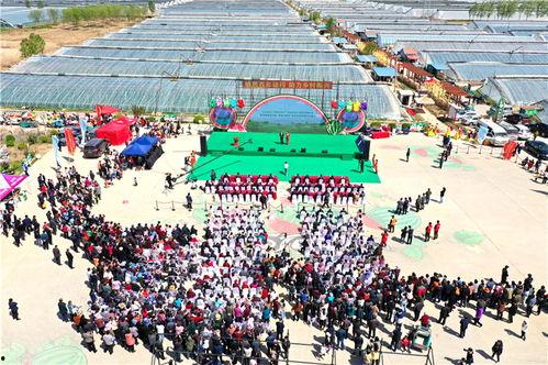 商河爱琴海吃瓜,一场别开生面的吃瓜盛宴