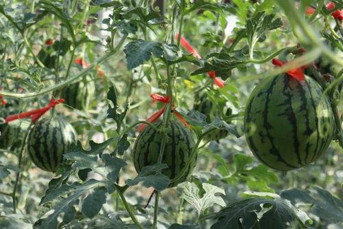 商河爱琴海吃瓜,一场别开生面的吃瓜盛宴