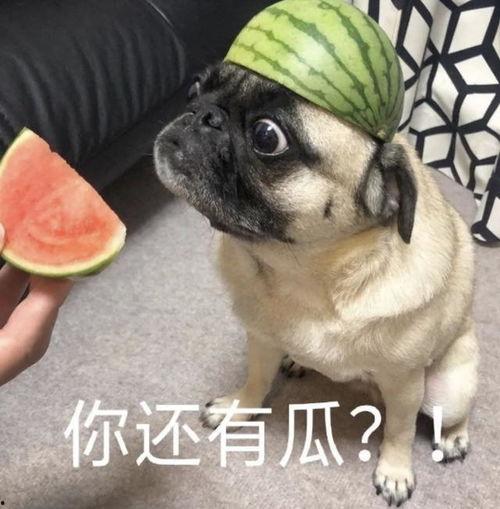 企鹅吃瓜表情包,萌态可掬，笑点满满