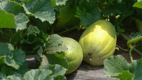 初夏吃瓜的图片,尽享夏日清凉时光