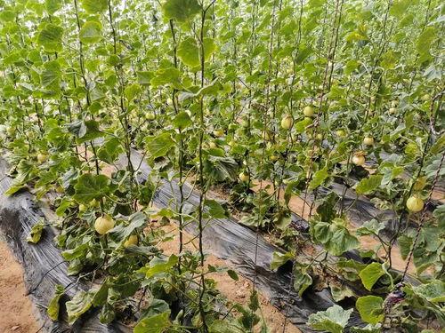 赤峰本地吃瓜,本地特色美食大揭秘