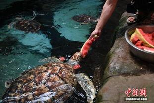 带你吃瓜海洋动物