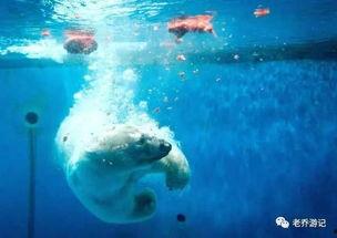 带你吃瓜海洋动物