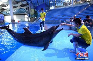 带你吃瓜海洋动物