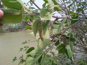 树瓜树枝怎么吃,天然美味，探索野味新食尚