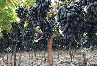 树瓜树枝怎么吃,天然美味，探索野味新食尚