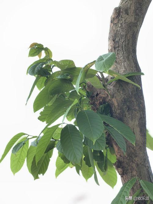 树瓜树枝怎么吃,天然美味，探索野味新食尚