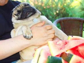 幼狗吃瓜,瓜果乐园的欢乐时光