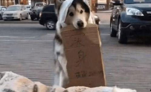 幼狗吃瓜,瓜果乐园的欢乐时光