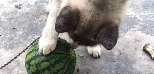 幼狗吃瓜,瓜果乐园的欢乐时光