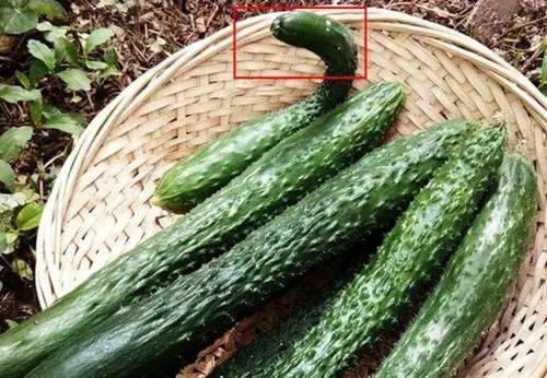 瓜不用切直接吃,尽享原汁原味——无需切割的即食瓜果体验