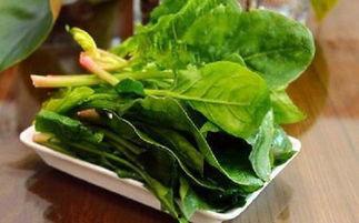 莱州菠菜吃瓜,吃瓜群众的绿色盛宴