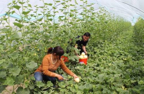 吃白梨瓜,白梨瓜的清爽滋味