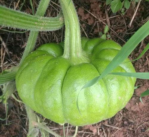 姜柄瓜的瓜尖能吃吗怎么吃,姜柄瓜瓜尖的食用方法与营养价值