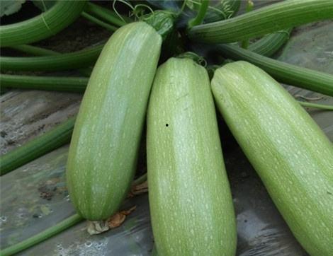 姜柄瓜的瓜尖能吃吗怎么吃,姜柄瓜瓜尖的食用方法与营养价值