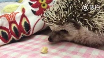 唢呐狼吃瓜,狼吃瓜的传奇故事