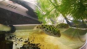 吃瓜视频巧克力,巧克力背后的秘密与魅力