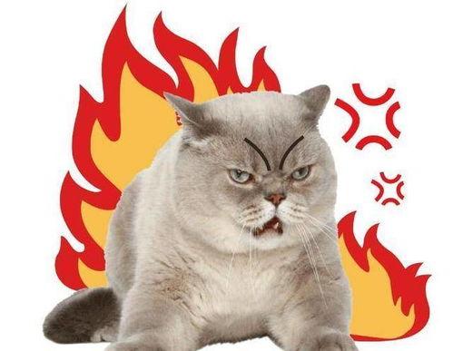 吃瓜猫咪营销号,揭秘娱乐圈幕后真相！