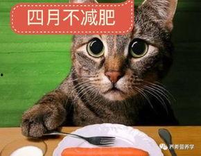 吃瓜猫咪营销号,揭秘娱乐圈幕后真相！