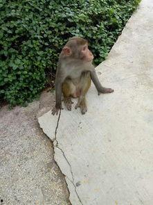 傻猴崽吃瓜,傻猴崽的瓜田奇遇记