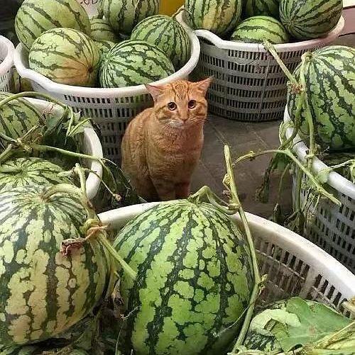 吃鸡华强卖瓜,揭秘游戏背后的瓜农传奇