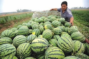吃鸡华强卖瓜,揭秘游戏背后的瓜农传奇