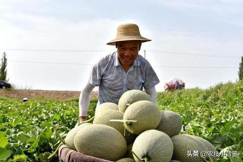 吃瓜嘴发苦,揭秘背后真相与反思