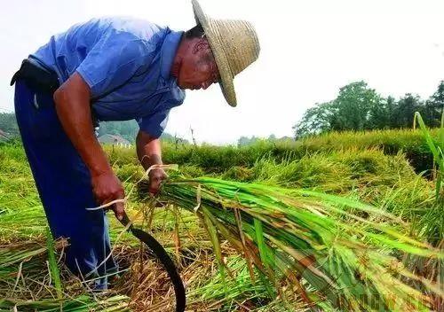 种地吧吃瓜后续,田园生活新篇章