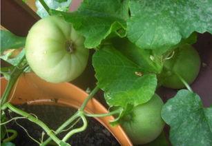 吃瓜摸鱼网,带你领略网络世界的趣味与轻松