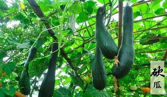 吃瓜摸鱼网,带你领略网络世界的趣味与轻松