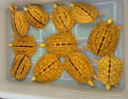 海边吃瓜盲盒,揭秘海边吃瓜盲盒的狂欢盛宴