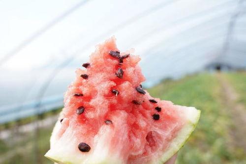 海边吃瓜盲盒,揭秘海边吃瓜盲盒的狂欢盛宴