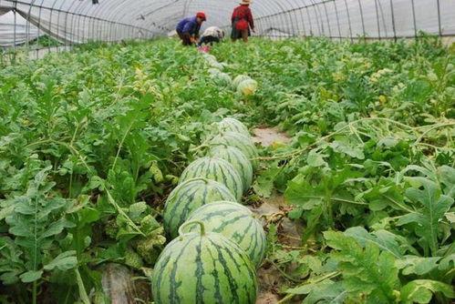 吃瓜功,网络热议背后的真相与启示