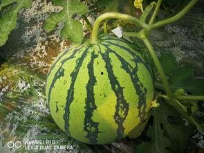 吃瓜怎么授粉,揭秘自然界的奇妙现象