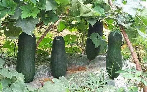 京瓜可以怎么吃,解锁京瓜的多样美味