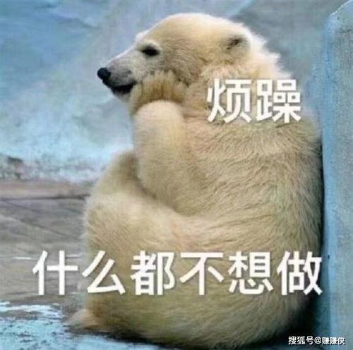 动物吃瓜群众图片,动物们的“吃瓜”日常