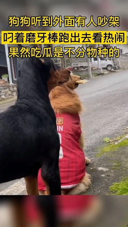 动物吃瓜群众图片,动物们的“吃瓜”日常