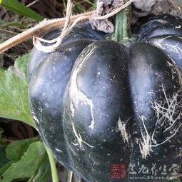 方瓜种子怎么吃,方瓜种子美味食法大揭秘