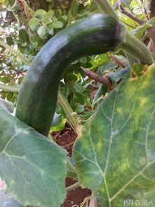 方瓜种子怎么吃,方瓜种子美味食法大揭秘