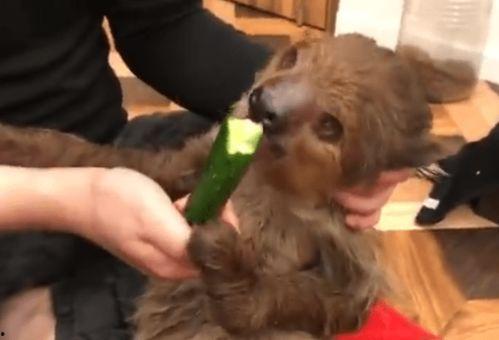 树懒在吃瓜,揭秘热带雨林中的悠闲生活