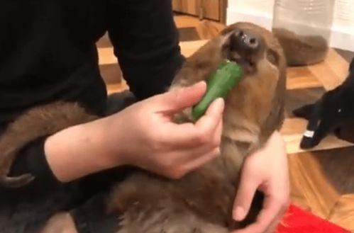 树懒在吃瓜,揭秘热带雨林中的悠闲生活