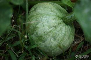 冷夕在线吃瓜,娱乐圈那些不为人知的瓜