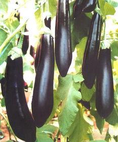 天河打斜 吃瓜吃茄