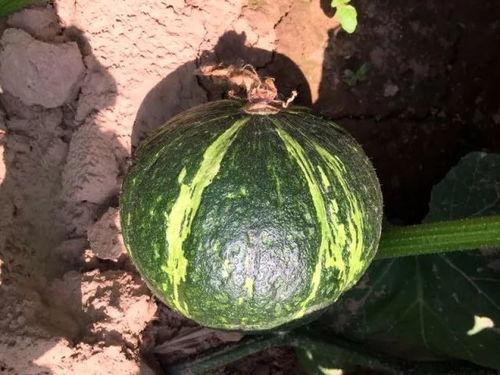 吃贝贝瓜视频,视频揭秘美味瓜果的诱惑