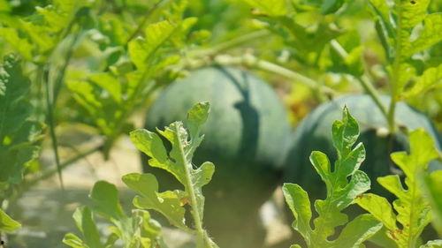 吃瓜徐猫藓,揭秘网络红人的幕后故事