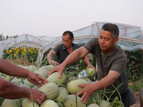 吃瓜徐猫藓,揭秘网络红人的幕后故事