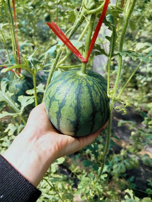 绿地吃瓜内容,探寻绿地美食之旅
