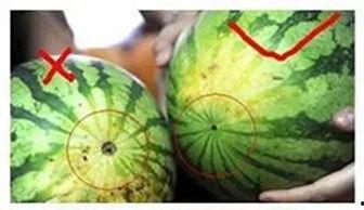 甘肃人买瓜吃瓜