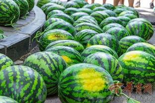 浙江农林大学 吃瓜,揭秘校园里的“吃瓜”文化现象