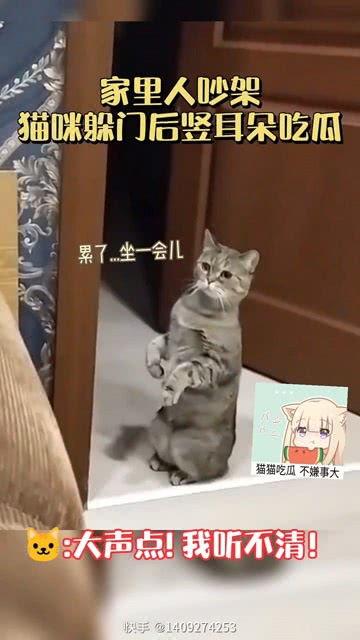 家里吵架猫咪吃瓜,猫咪意外成为家庭争吵“吃瓜群众”
